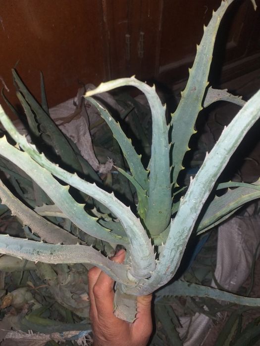 Алое доривор усимлиги сотилади.       .