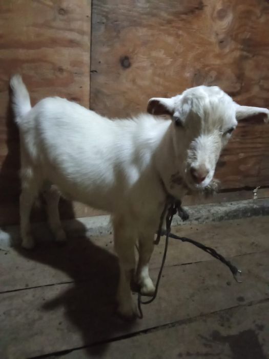 Продаются козы дойни