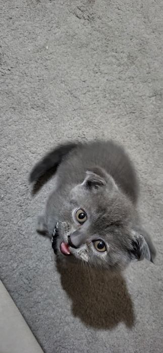 Продаю кошечку скотиш фолд