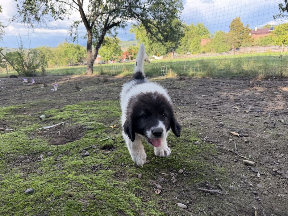 Disponibili catei Ciobanesc de Bucovina