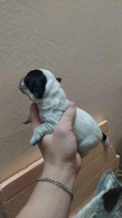 Спаниель  1 месяц