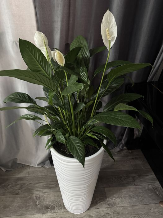 Спатиффилум 30 000 тг