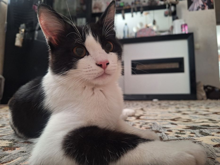 Отдам в добрые руки кота