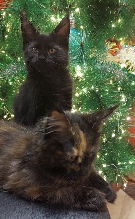 Комочек счастья ищет самые добрые  ручки!