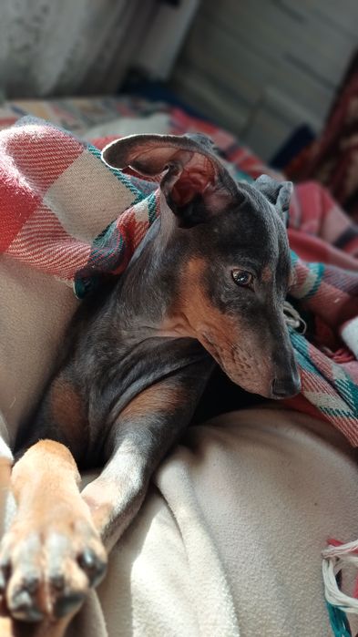 Отдам в добрые руки