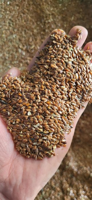 Продам семена льна