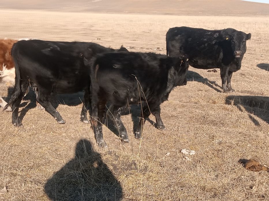 Еркек подсостар сатылады