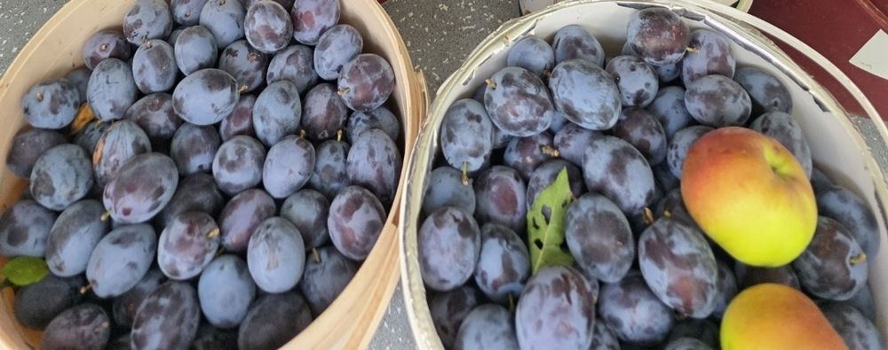 Tuica de prune 40 litri-Ploiesti Prahova si imprejurimi
