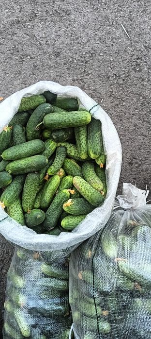 Огурцы грунтовые