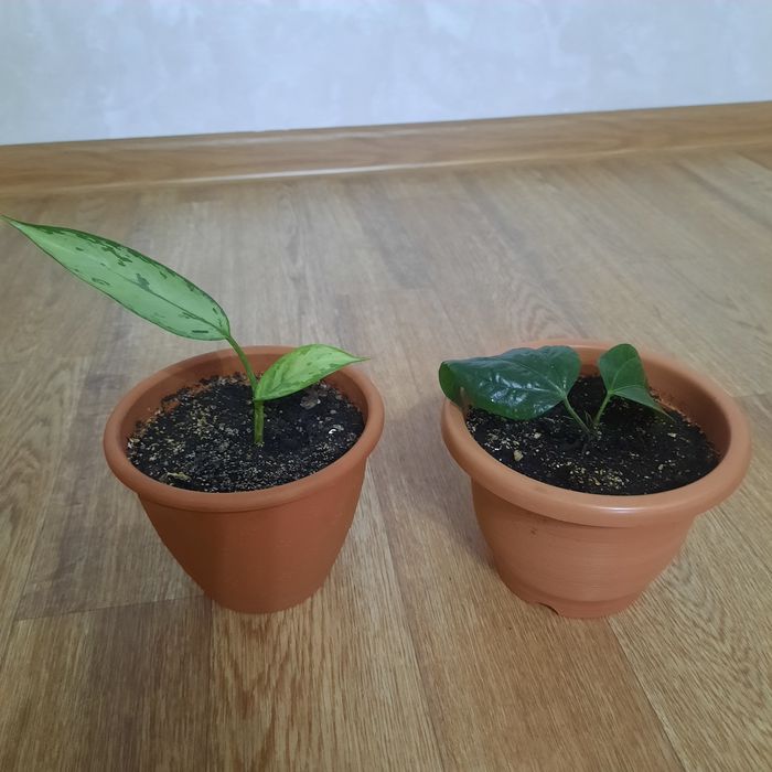 Комнатные растения