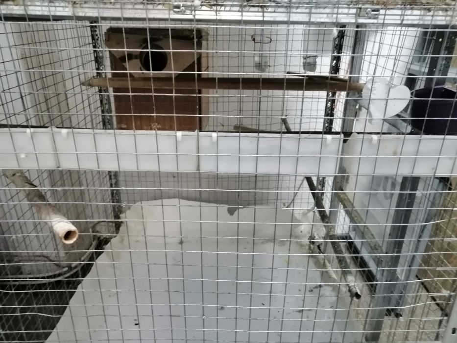 Cusca Voliera Colivie Mare  Dubla  Papagali,