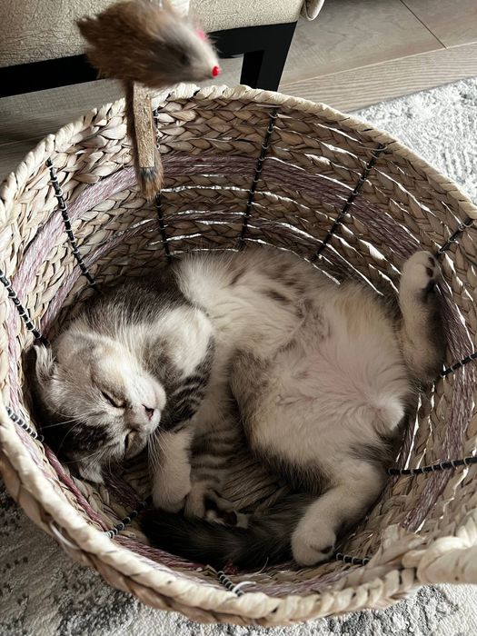 Кот Скоттиш фолд В ДОБРЫЕ РУКИ!
