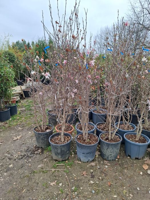 Magnolia  solangiana artar