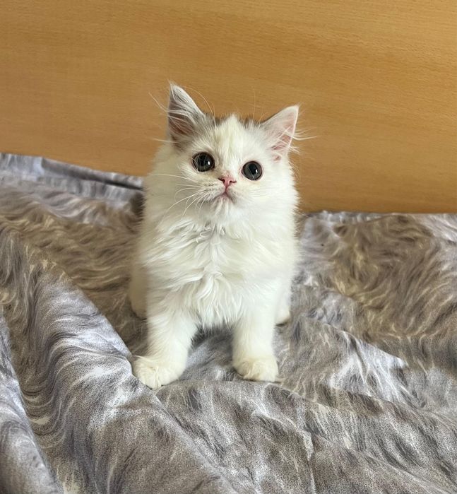 Котята фолды и страйты