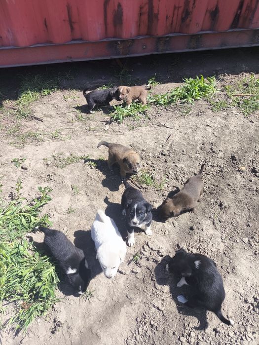 Раздаю щенков бесплатно