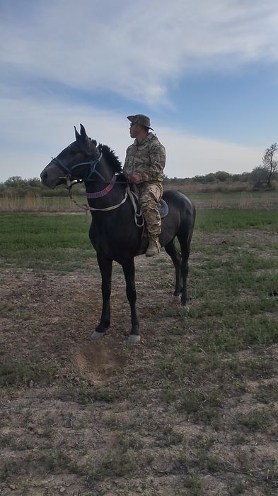 Айғырлыққа, көкпарға