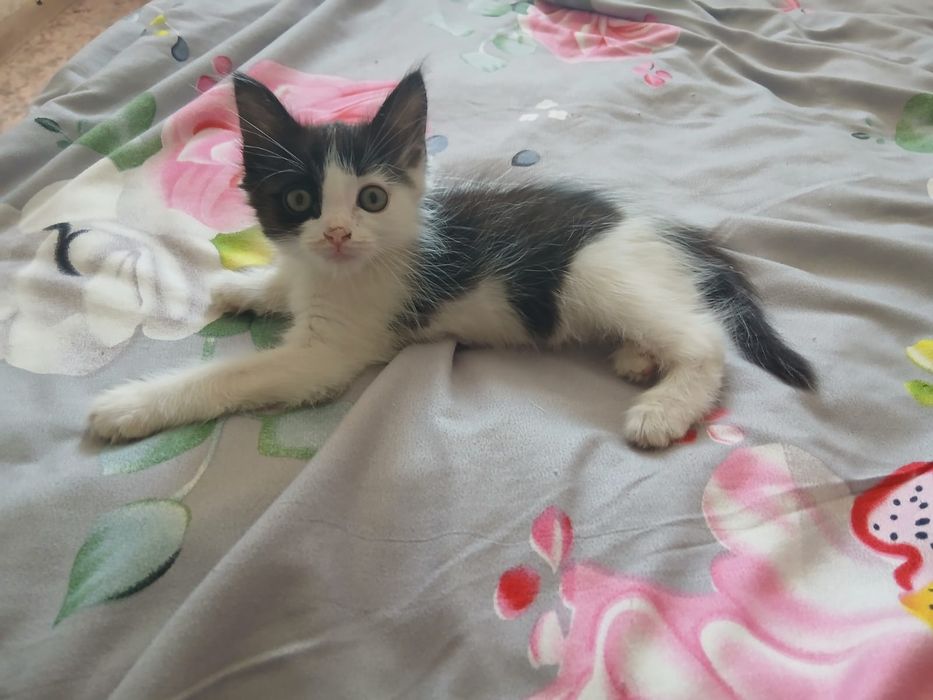 Отдам котенка мальчика