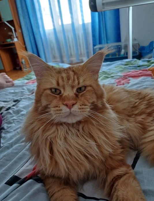 Мейн Куны котята