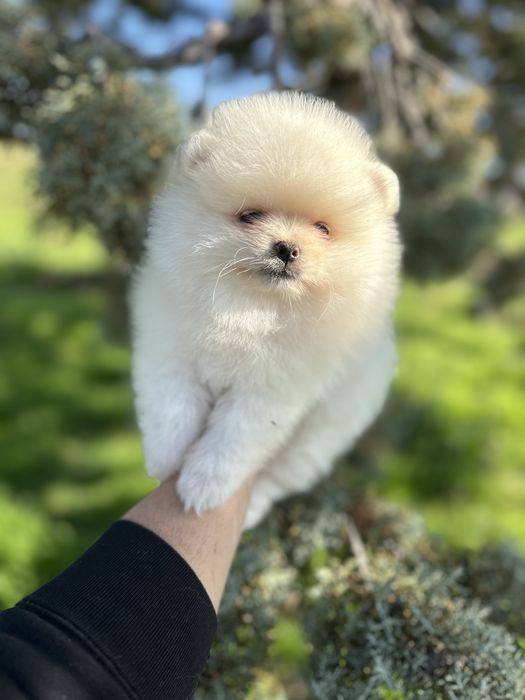 Мини Померан.