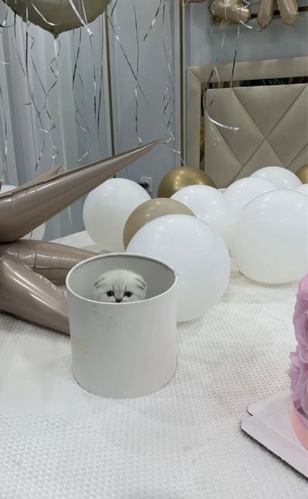 Шотландский вислоухий