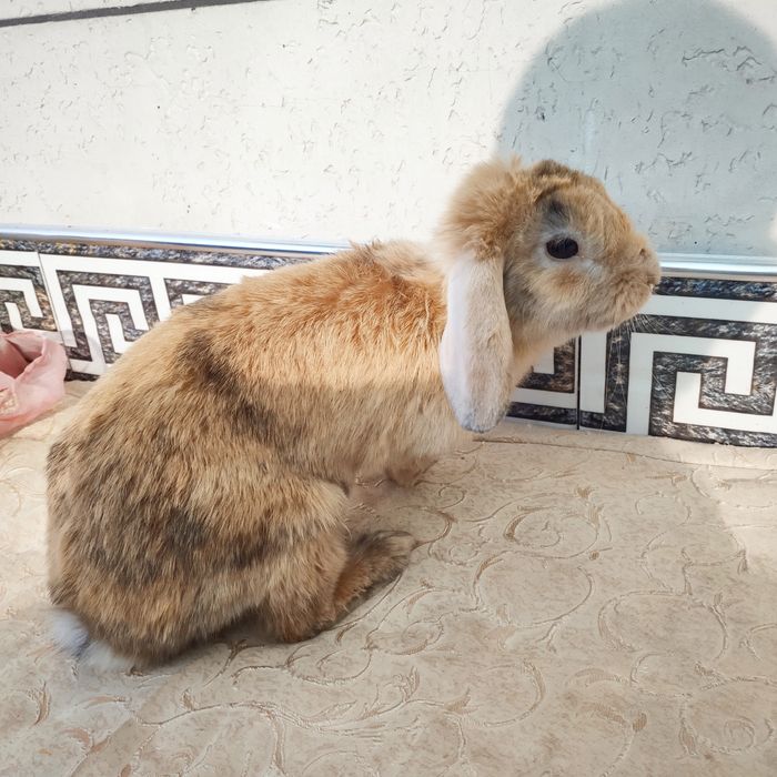 Вислоухие Баран sotiladi