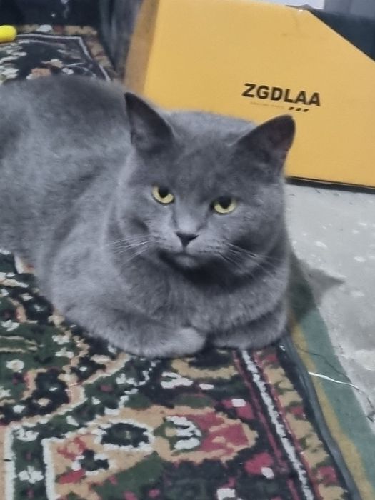 Mushuk Toza Britianskiy