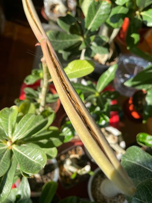 Adenium urugʻlari