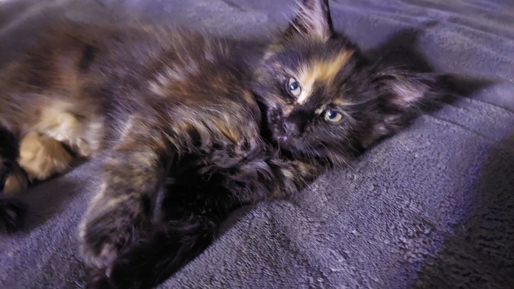 Котята Мейн-кун   2.5 месяца