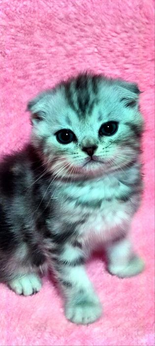 Продаются Скотишь фолды