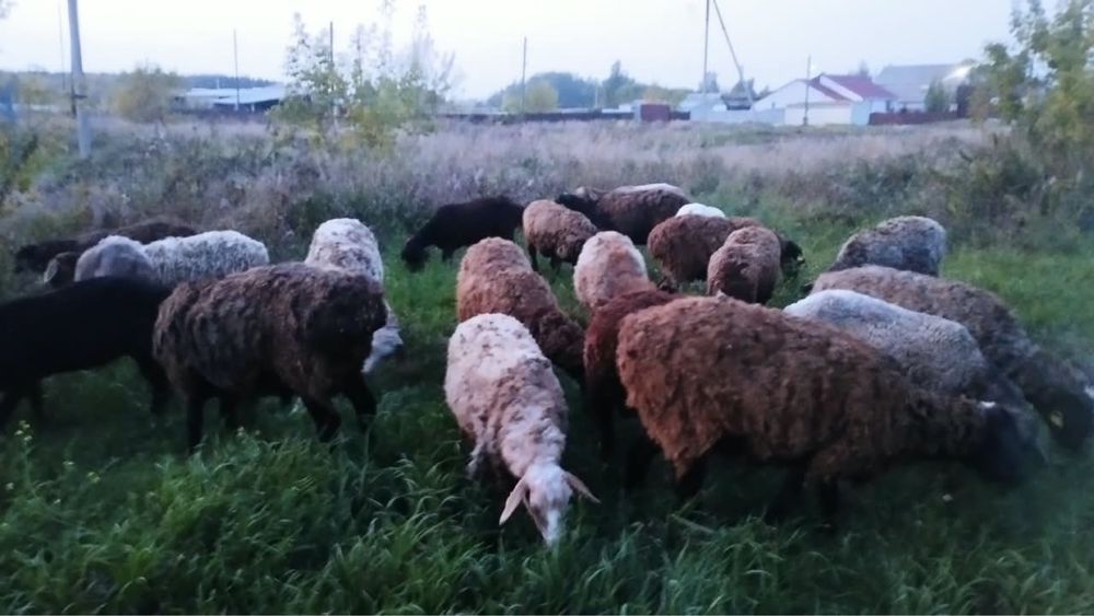 Продам баранов