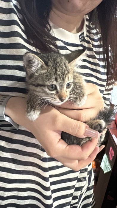 Котёнок бесплатно