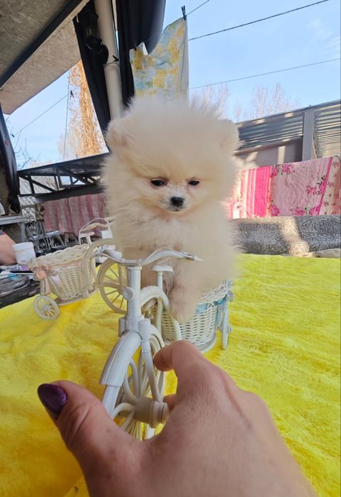 Продам щенков цверг шпица