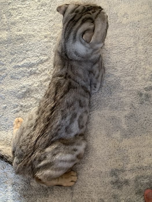 Кот ищет кошку для вязки