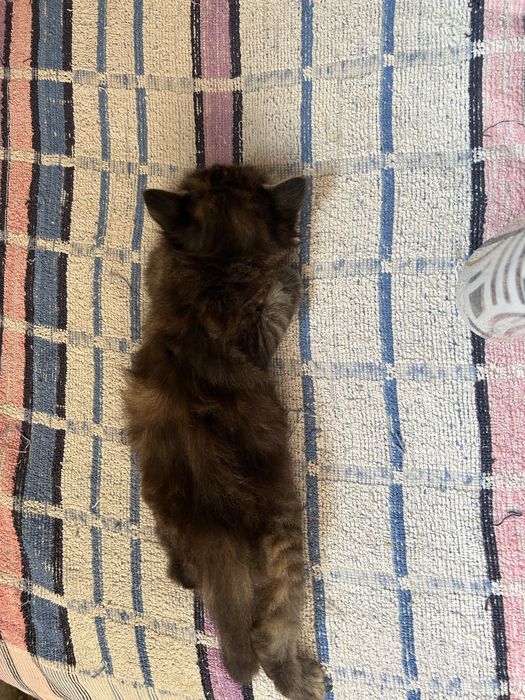Котята,бесплатно