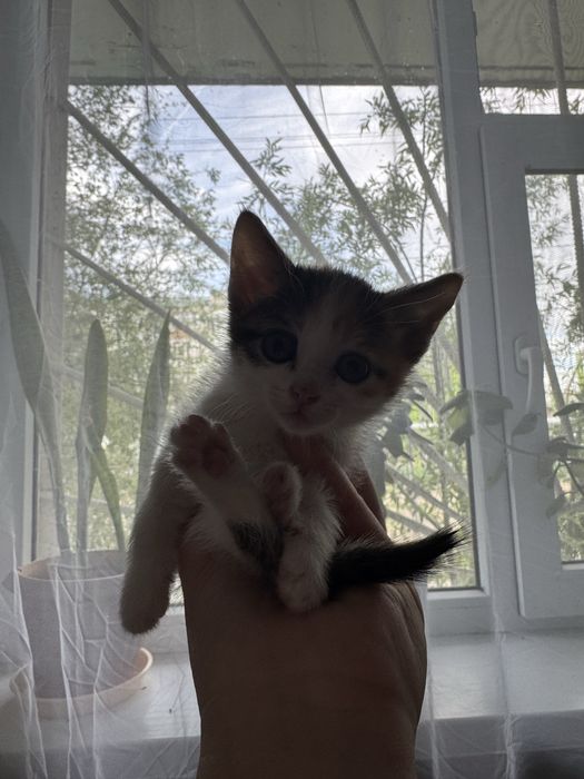 Отдам котят в добрые руки