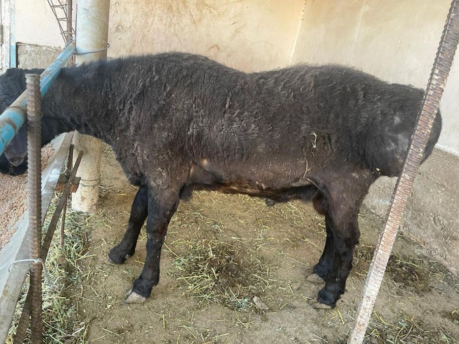 Қисары қошқар