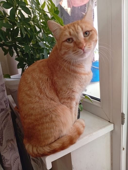 Кот Рыжик ищет дом