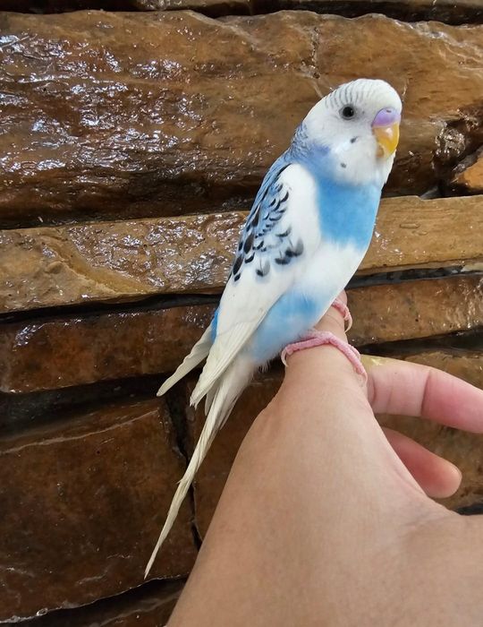Ручной, волнистый попугай