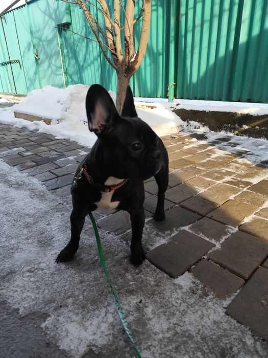 Продам французского бульдога