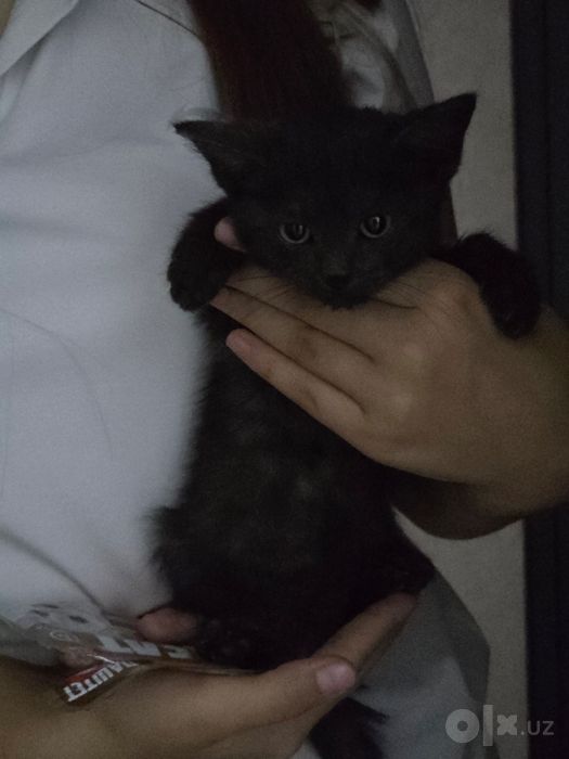 Котёнок. Девочка