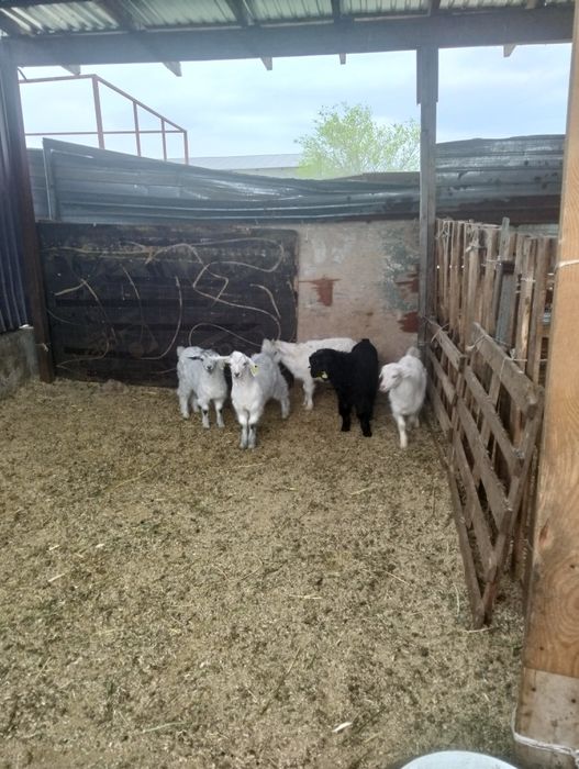 5шт козлик 2месяц