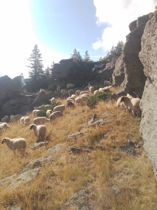 Vând oi tinere(maxim la a-2-a fătare ), rasă țurcana