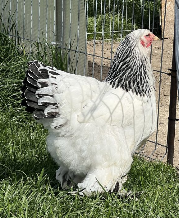 Pui Brahma Herminat Deschis HD