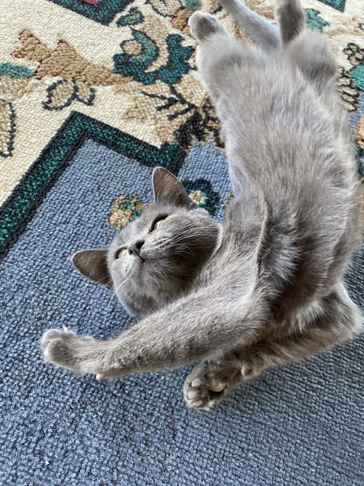 Отдам даром котенка
