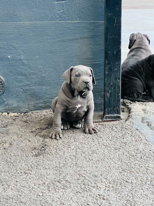 Vând Cane Corso !