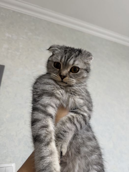 Skotsh fold sotiladi