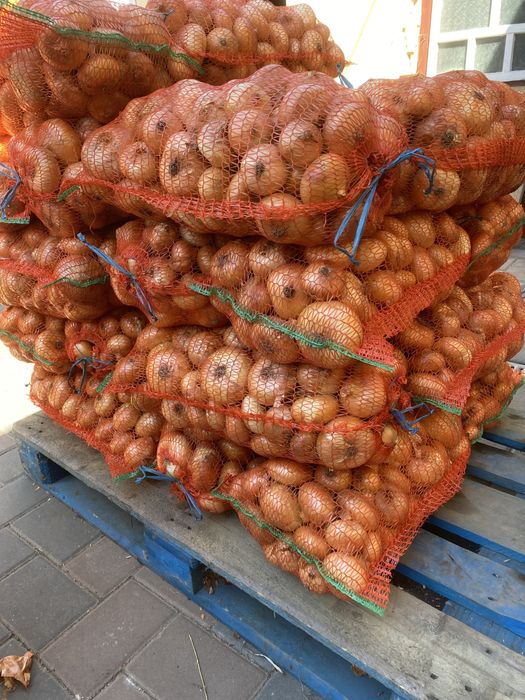 Ceapa plata Stuttgart!!!