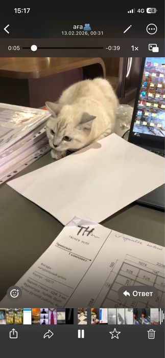 породостый кошка