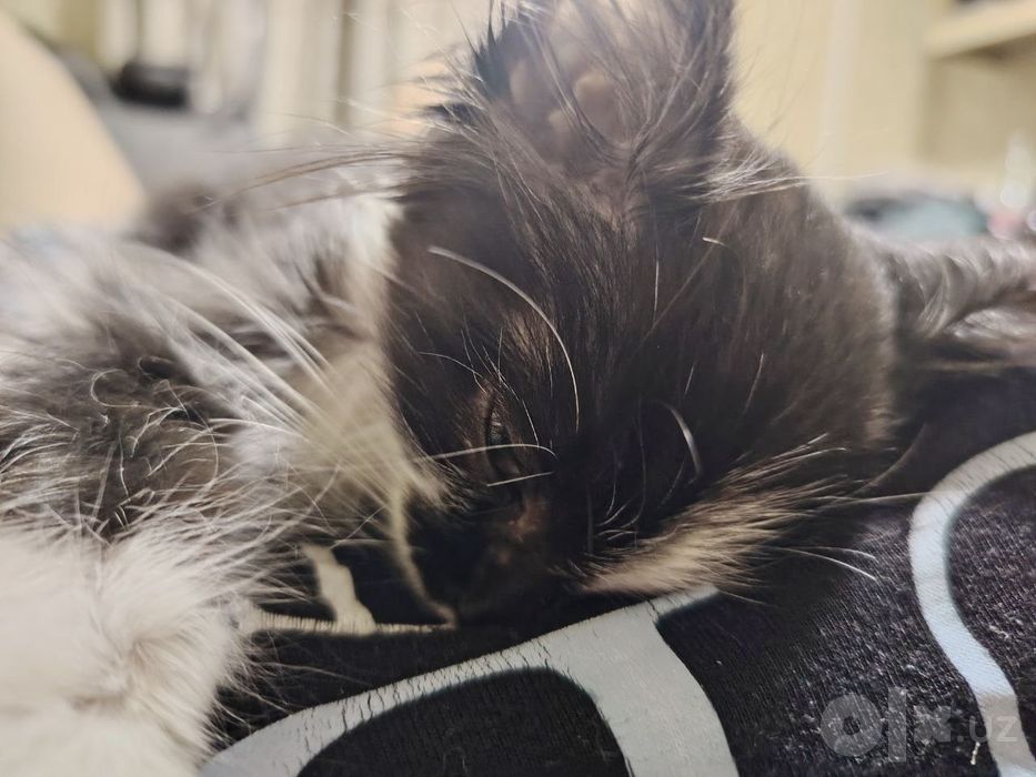 Срочно котёнок в добрые руки.