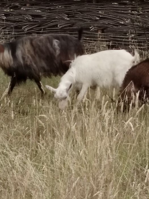 Vând,sau schimb căprițe din localitatea Ocna Sugatag, Maramureș.
